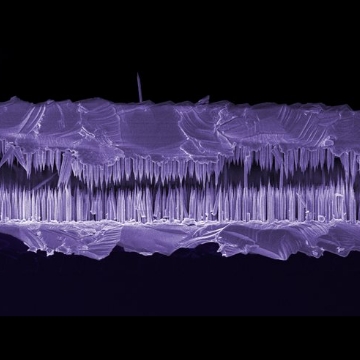 Gallium arsenide nanowire