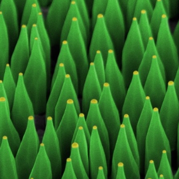 Gallium arsenide wires, each with a droplet of gold on top