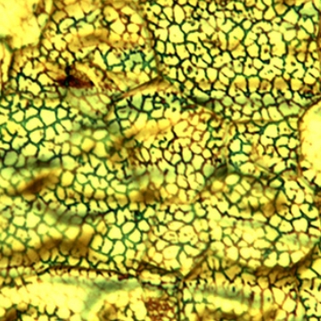 Incomplete graphene flakes on partially oxidised copper