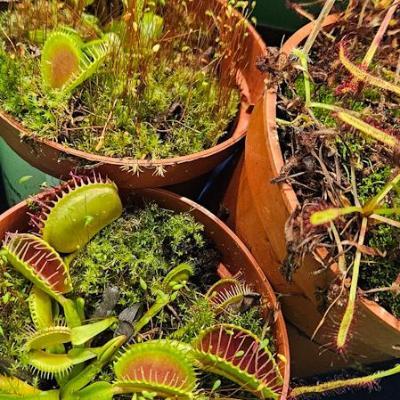 3 pots of plants - Carnivorous Plants - including Venus Flytraps