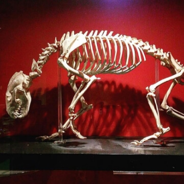 Zoology Museum Gallery 3